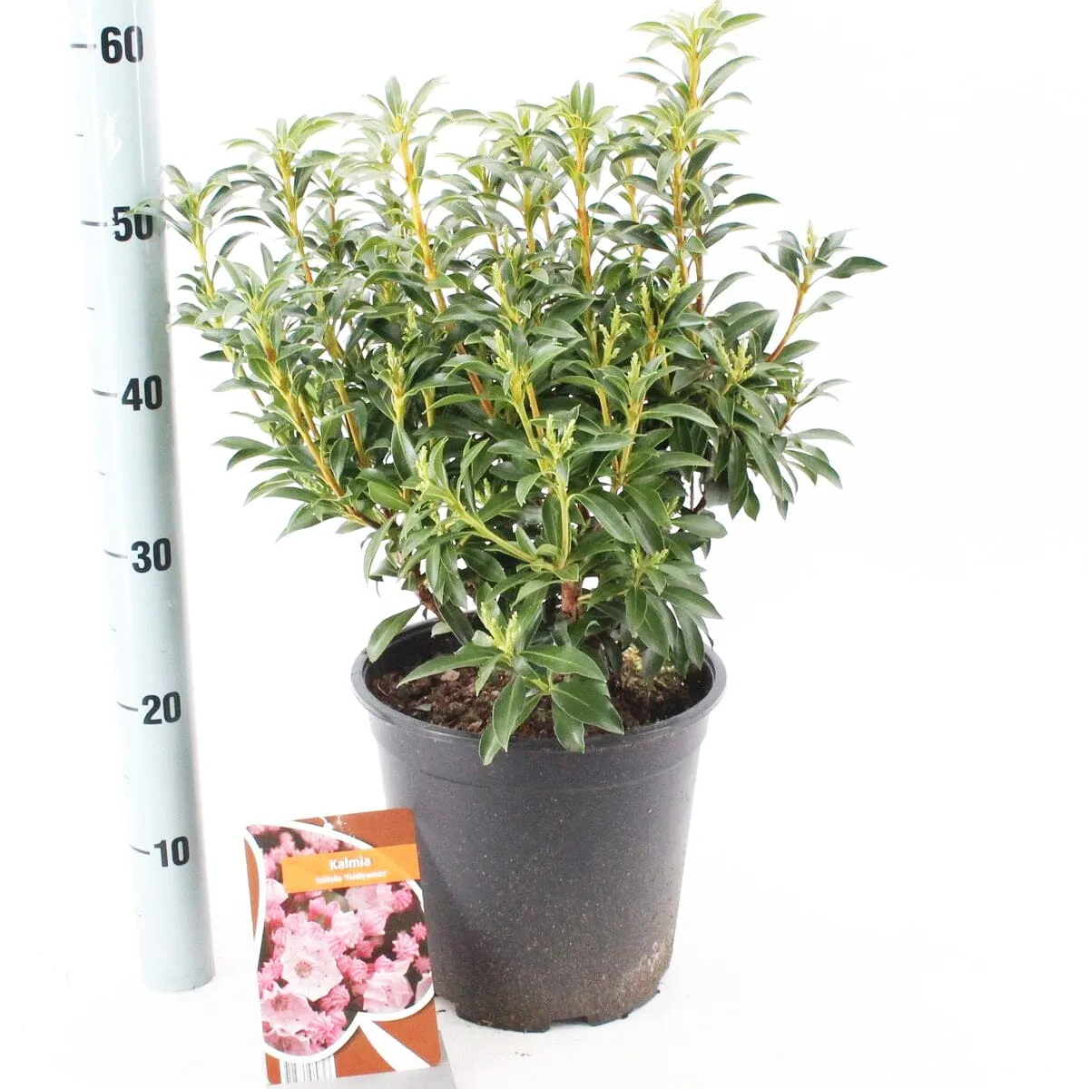 5x Kalmia latifolia Tiddlywinks 19cm Pot 30cm Shrub Plant