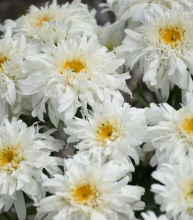 Amazing Daisies® Marshmallow Shasta Daisy