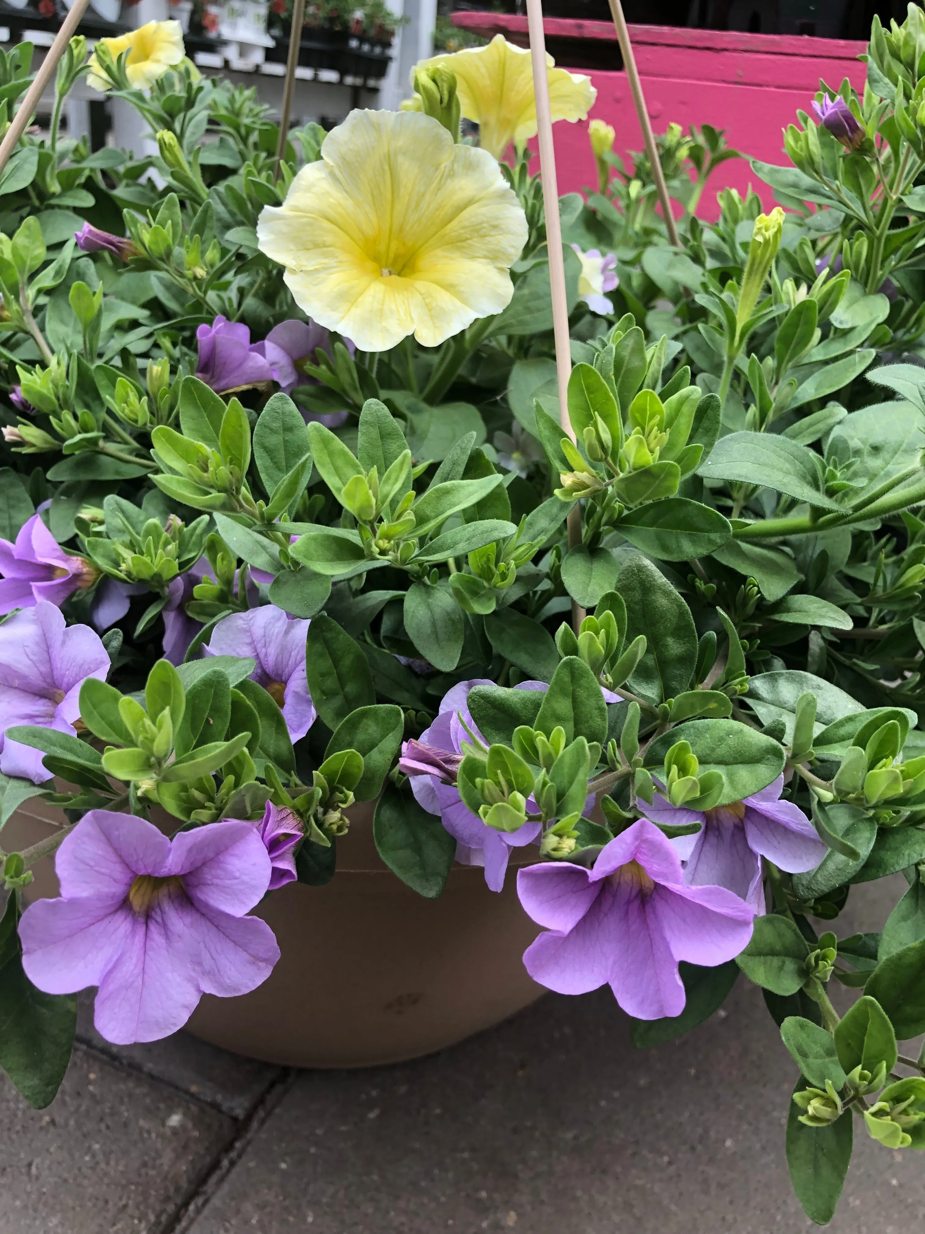 Annual Hanging Basket #912 misty