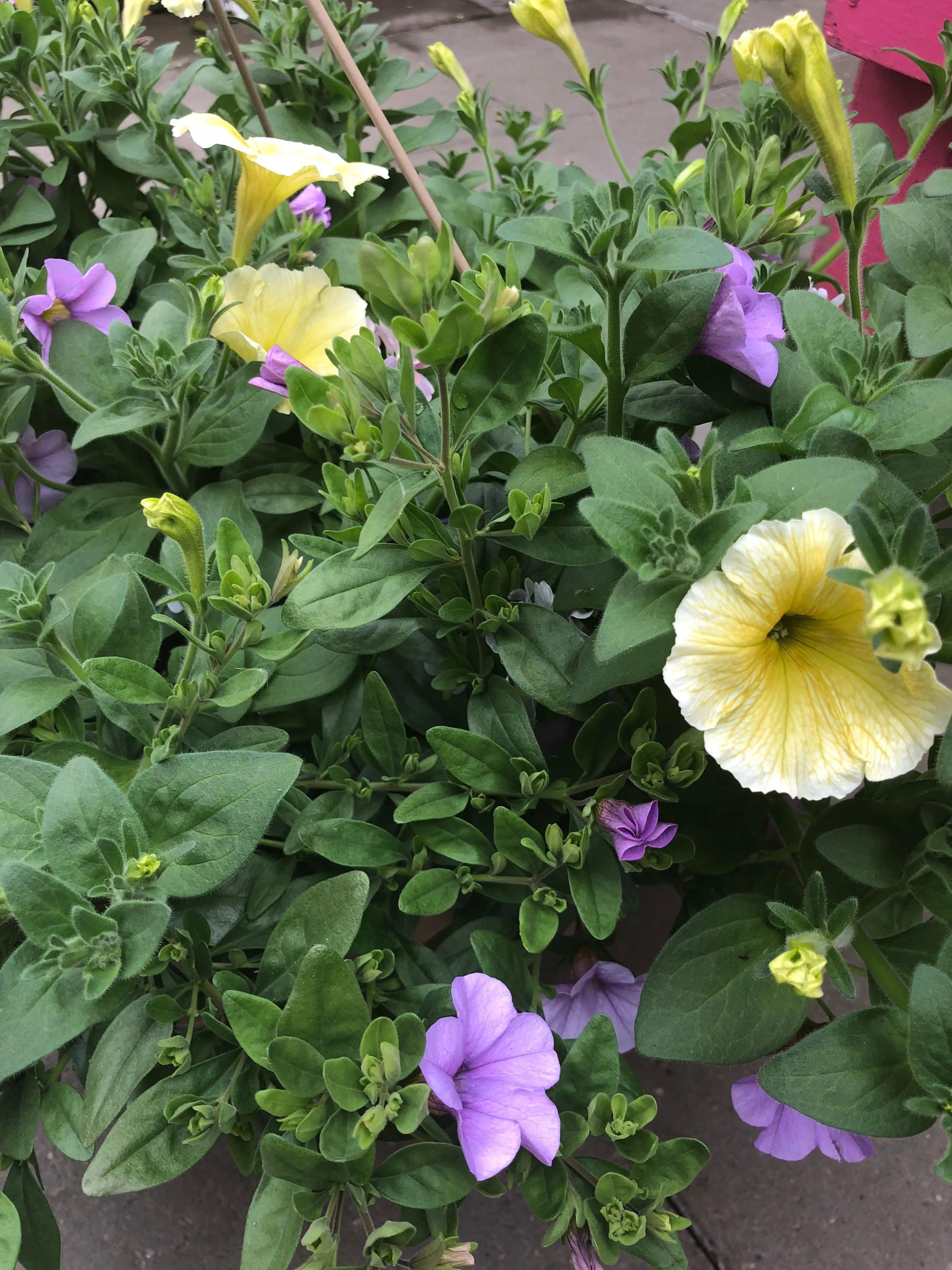 Annual Hanging Basket #912 misty