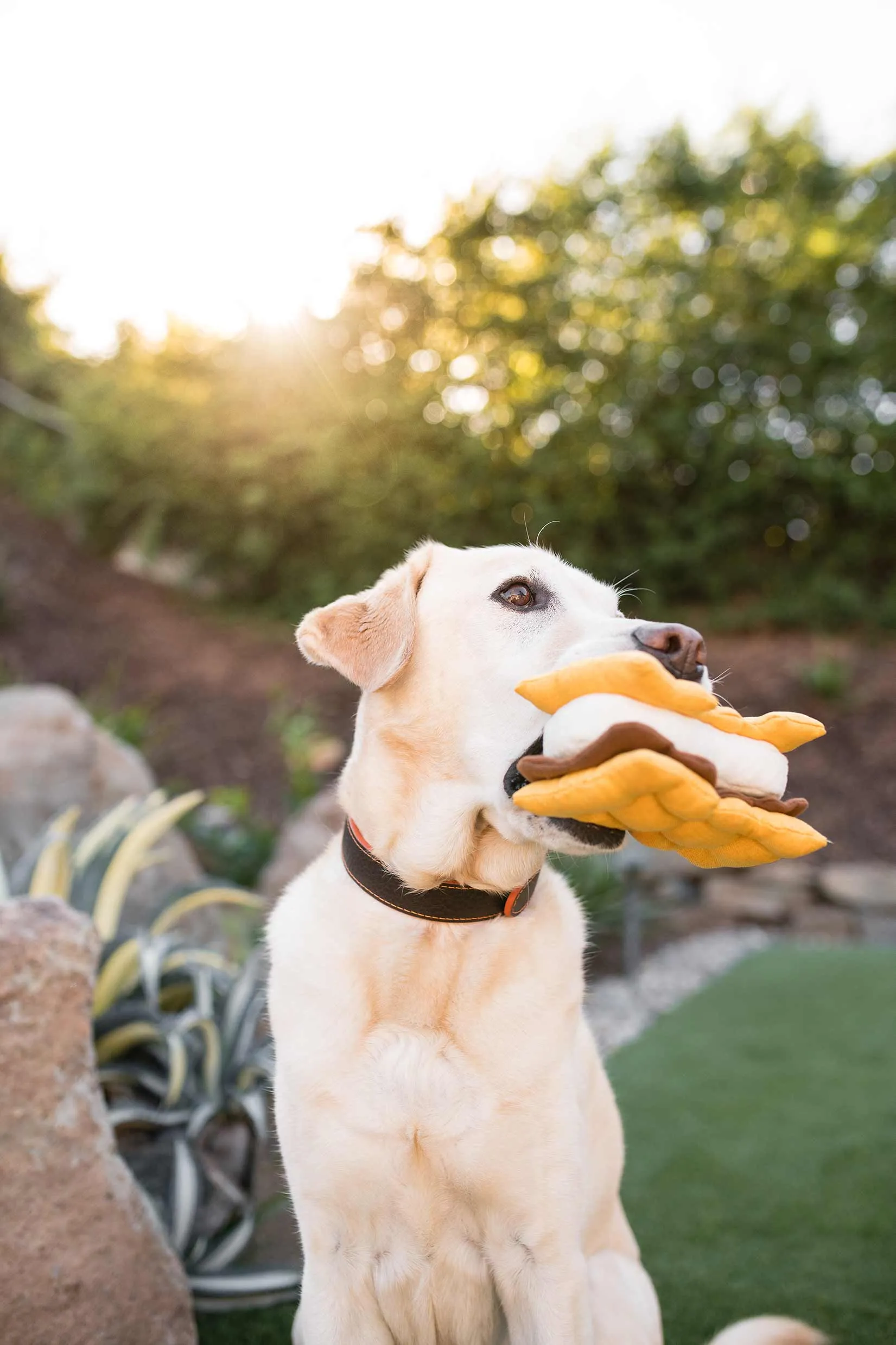 Camp Corbin Squeaky Plush Dog toys, Gimmie S'more