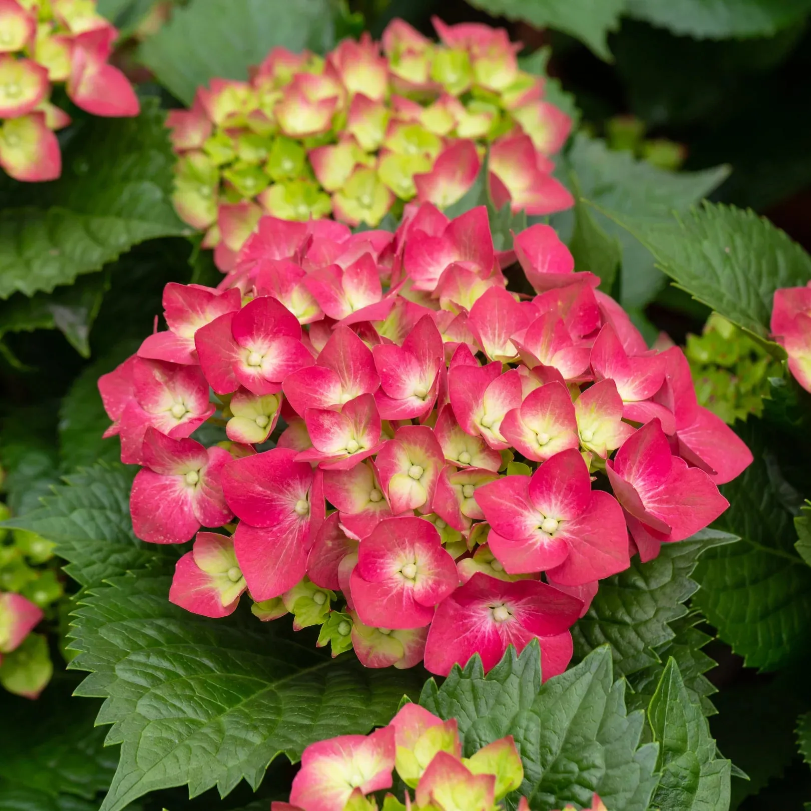 Summer Crush Endless Summer Hydrangea