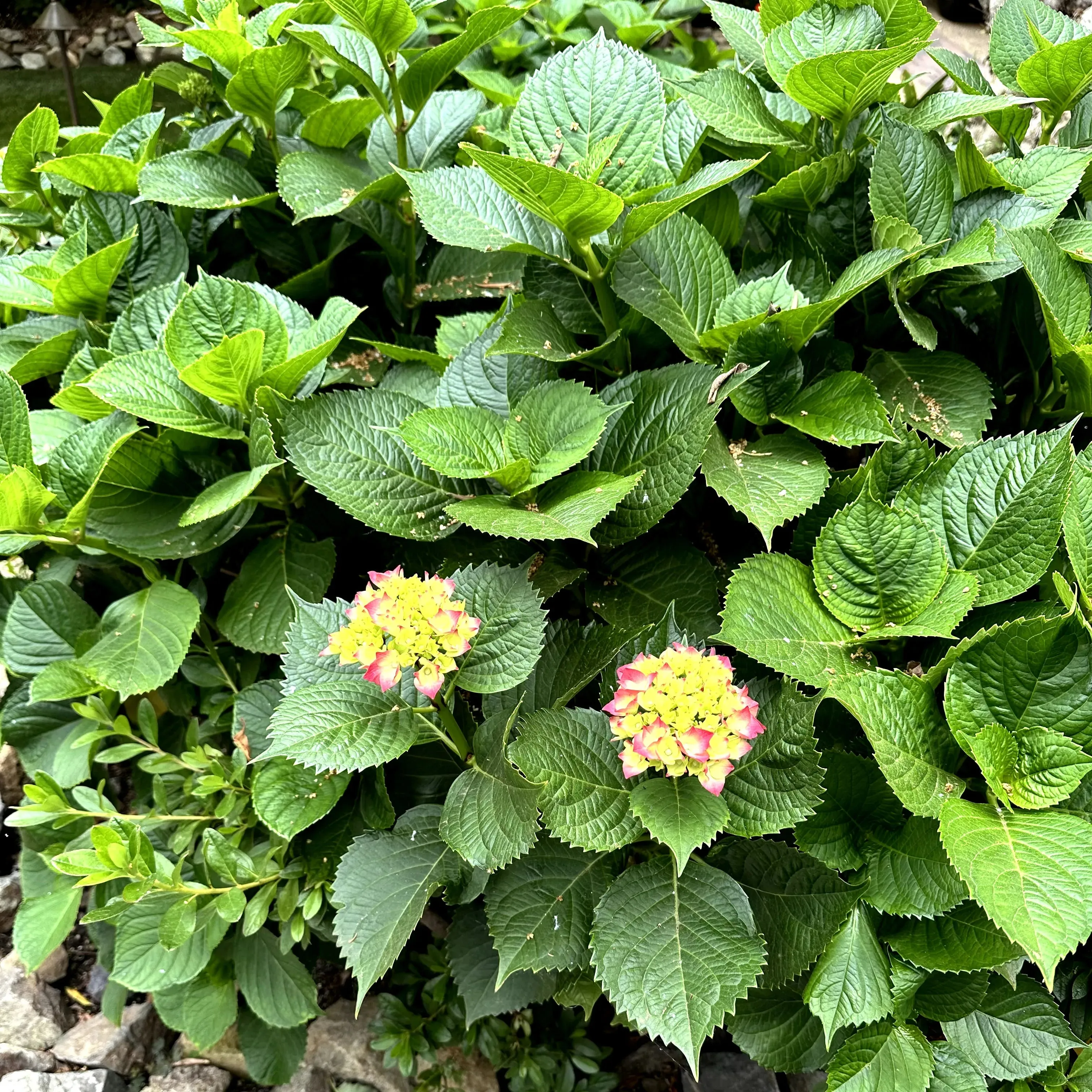 Summer Crush Endless Summer Hydrangea