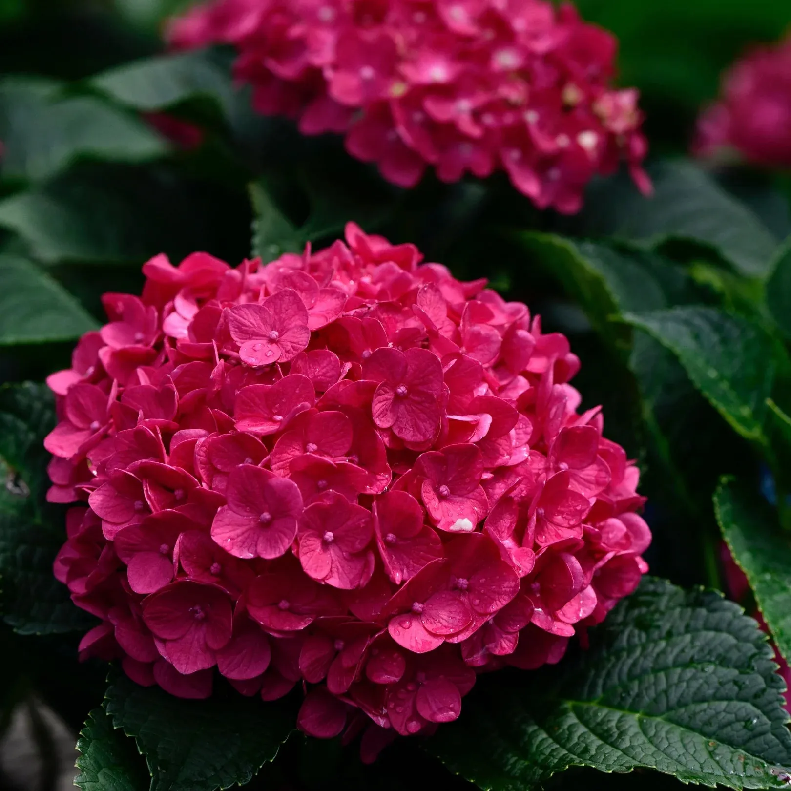 Summer Crush Endless Summer Hydrangea